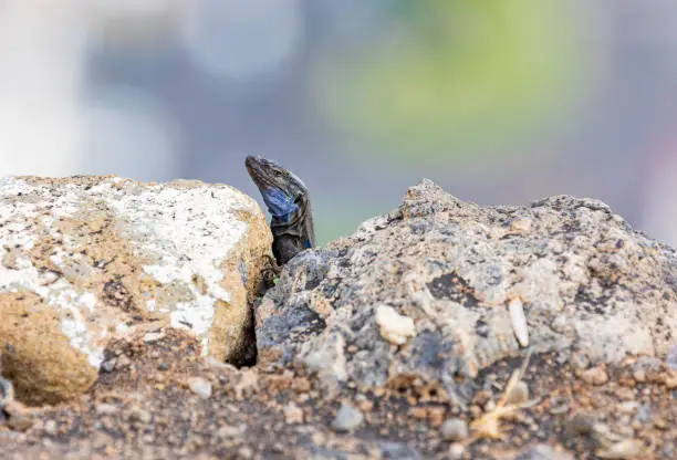 Photo of Gallotia galloti Mirador de la Punta - La Palma, Canary Islands fauna