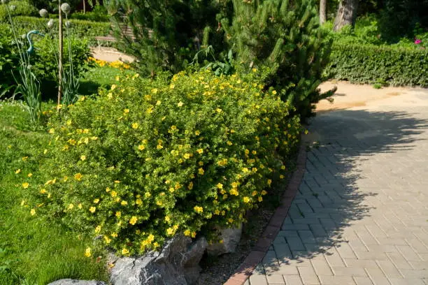 Photo of Blooming Kuril tea (Dasiphora Raf.), Potentilla L. or Pentaphylloides fruticosa grows in the park along the path on a sunny summer day.