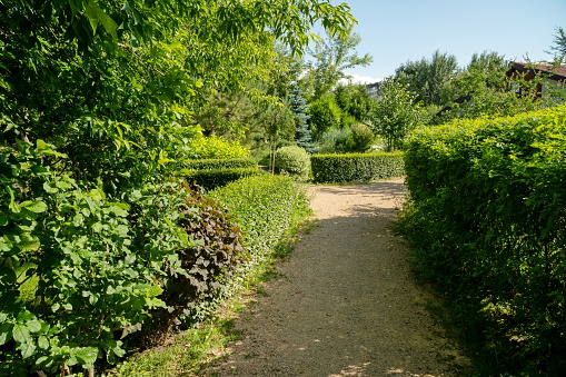 A shady alley lined with trimmed bushes in an ornamental garden on a sunny summer day.