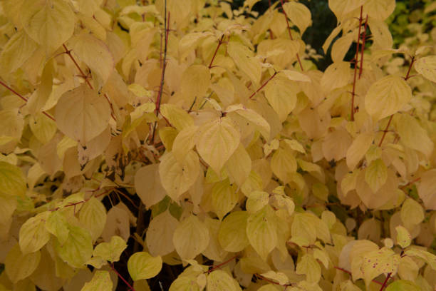 Background or Texture of the Autumn Coloured Bright Yellow Leaves and Stems on a Deciduous Dogwood Shrub (Cornus sanguinea 'Magic Flame') Growing in a Garden in Rural Devon, England, UK Cornus sanguinea is a Deciduous Shrub with Bright Pink Stems in Winter cornus sanguinea stock pictures, royalty-free photos & images