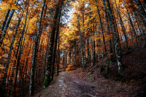 istock Amazing Autumn forest scenery. Irati forest in Navarra. Spain 1348985191