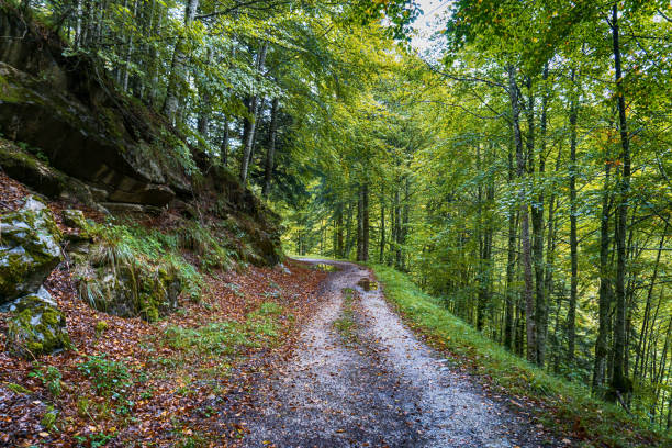 istock Amazing Autumn forest scenery. Irati forest in Navarra. Spain 1348985192