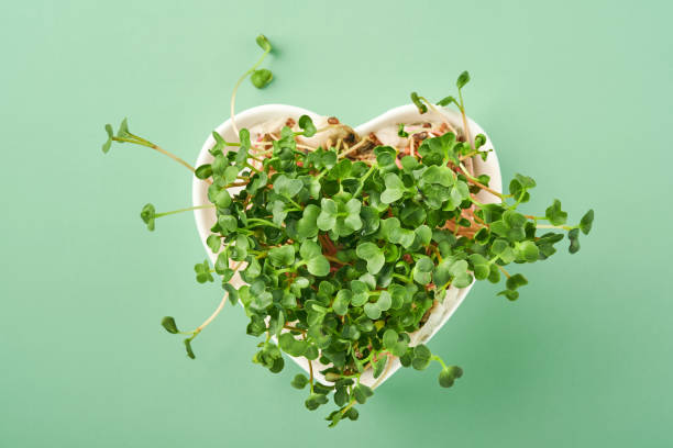 Sprouted radish microgreens in heart shaped plate on green background. View from above. Concept healthy eating, diet and Earth Day. stock photo