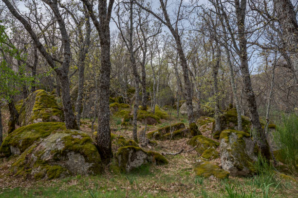istock Forest of Pyrenean oak, Quercus pyrenaica 1348986120