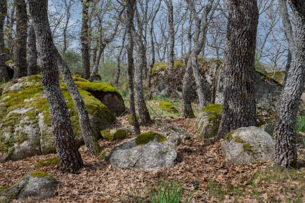 istock Forest of Pyrenean oak, Quercus pyrenaica 1348986170