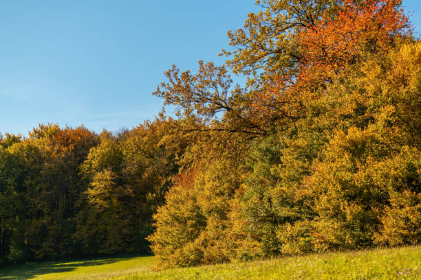 istock View on Vienna Woods in autumn 1348986251