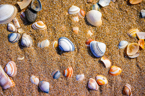 seashells close-up on the sandy beach of the North Sea