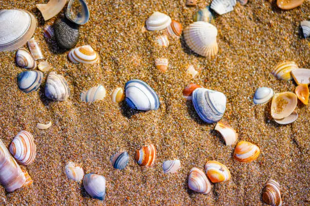 Photo of Shells on the beach
