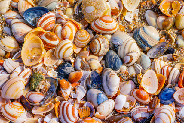 shells on the beach - macro image imagens e fotografias de stock