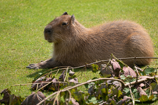 Capybara (Hydrochoerus hydrochaeris) in the meadow, large cavy rodent, native region: South America.