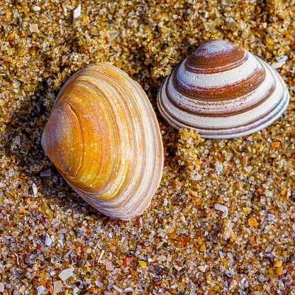 Shells on the beach of Katwijk - Netherlands