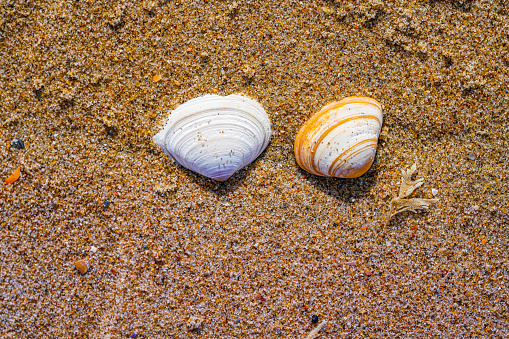 Top view of sand with seashell and sun light, summer background concept.