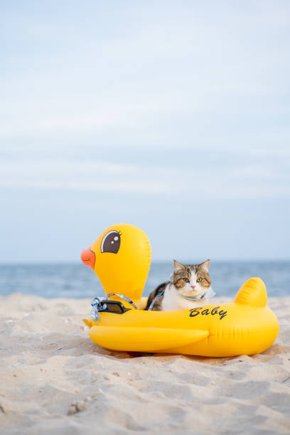 travel in thailand trip with cat sit on duck rubber ring on sand beach