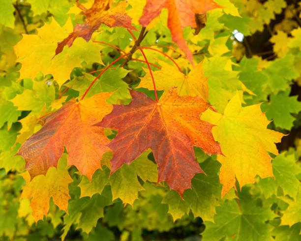 istock The awesome colors of autumn 1348987417