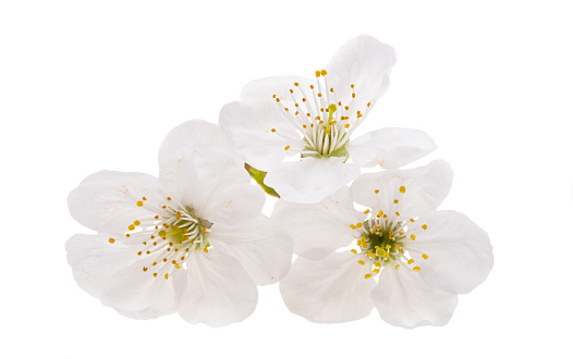 cherry blossom isolated on white background