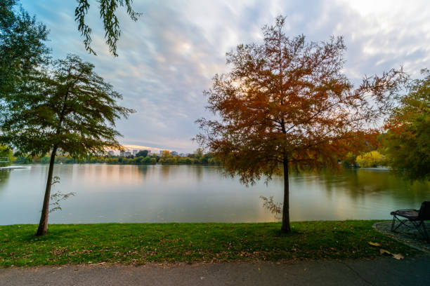 istock Lakeside trees in the park 1348987727