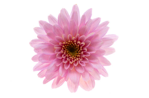 istock chrysanthemum pink isolated 1348988121