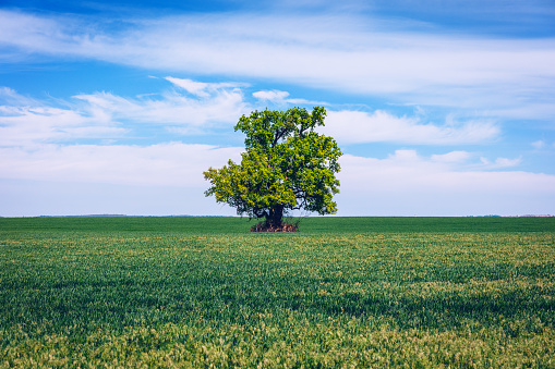 Green field with solitary tree under blue sky in spring. Lone tree in a green field.