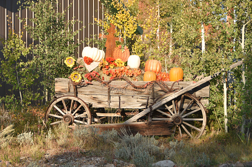 Old wagon full of pumpkins and other Thanksgiving or Halloween stuff.