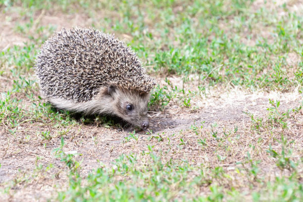 istock a small wild hedgehog walking on the green grass 1348992947