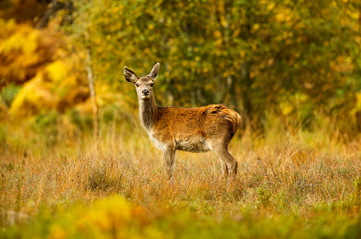 Red Deer hind, or female, in Autumn, stood facing camera with colourful autumnal colours of yellow and orange.  Glen Strathfarrar, Scottish Highlands.  Copy Space.  Horizontal.