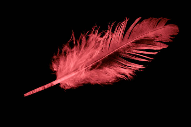 istock red bird feather on black isolated background 1348993126