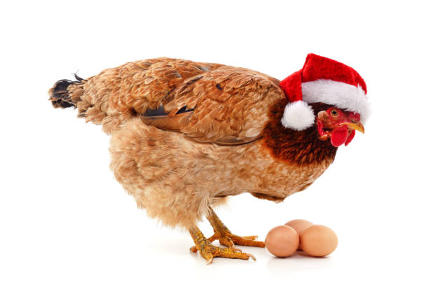 istock Chicken in a Santa hat with eggs and christmas balls. 1348993135