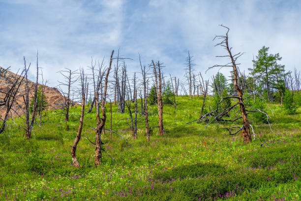 istock Dead forest in Altai Mountains during nice day clear blue sky with clouds 1348993173