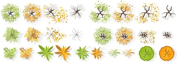 Vector illustration of Set of summer and Autumn trees and plants top view. Various plants for landscaping and maps, for architectural and landscape design projects. Graphic, isolated on white. Vector. Green spaces