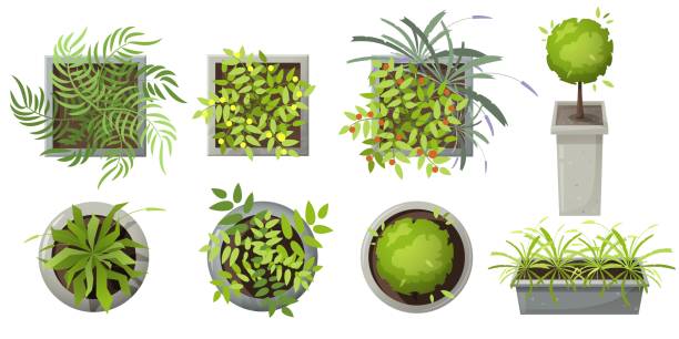 ilustrații de stoc cu plante în ghivece vedere de top. diferite plante colorate și copaci vector set pentru interior, arhitectural și peisaj de design. izolat pe alb. ilustrație vectorială. element pentru proiecte de design. spațiu verde - ghiveci