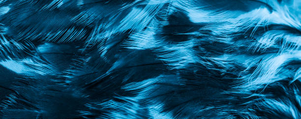 istock blue hawk feathers with visible detail. background or texture 1348993283