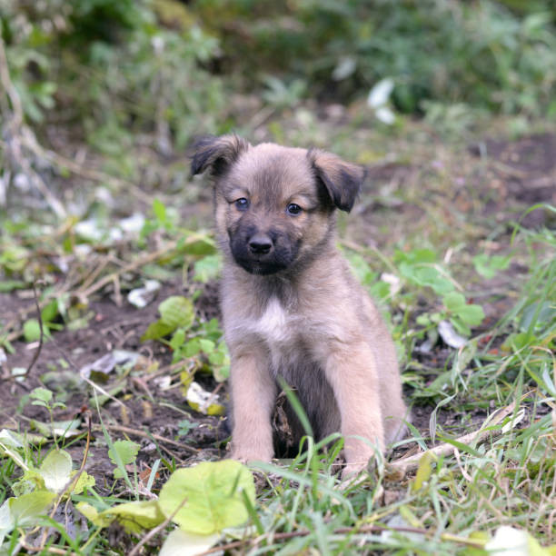 istock A little puppy is sitting on the grass 1348993353