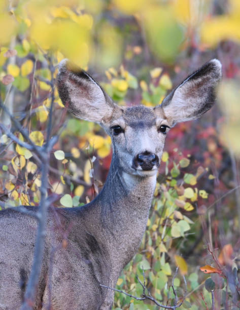maultier hirsch reh - mule deer stock-fotos und bilder