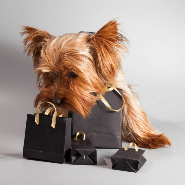 Little cute dog with black bags from black friday sale stock photo