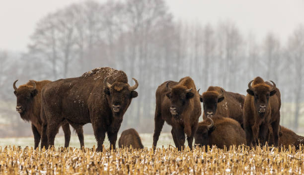 istock European Bison herd resting in snowy field 1349000903