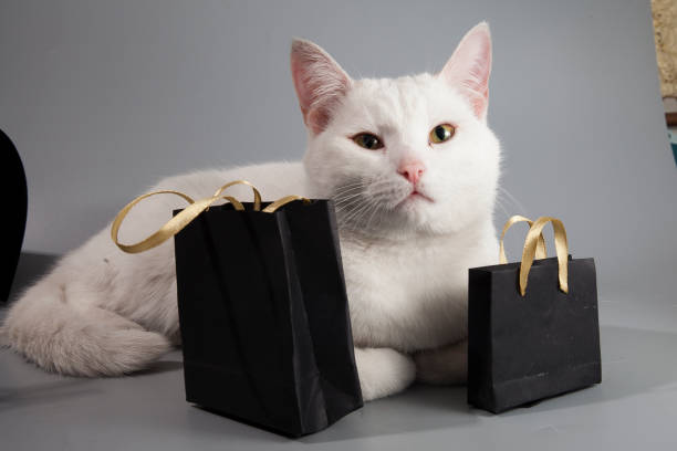 il gatto bianco si siede con borse nere con vendita del black friday - domestic cat bag shopping gift foto e immagini stock