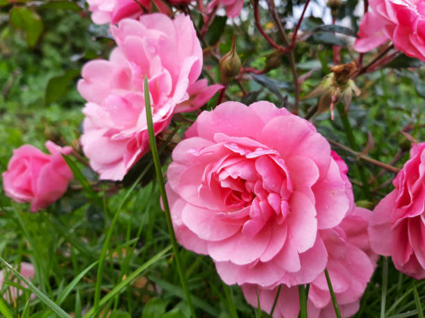 istock Beautiful roses.. Big pink roses 1349004853