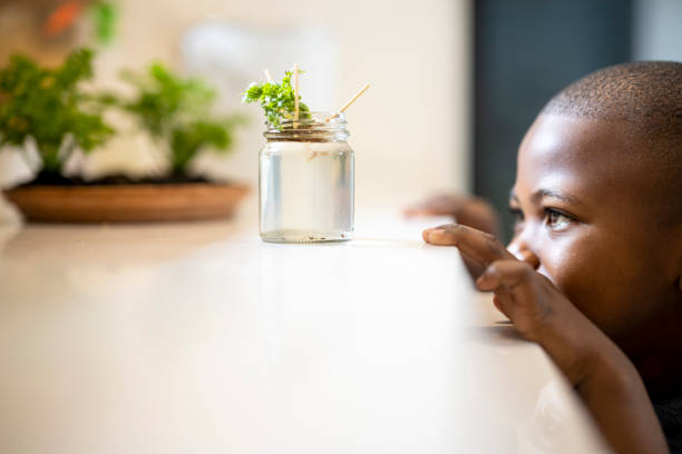 istock Boy looking for roots plant growing in glass jar 1349005020