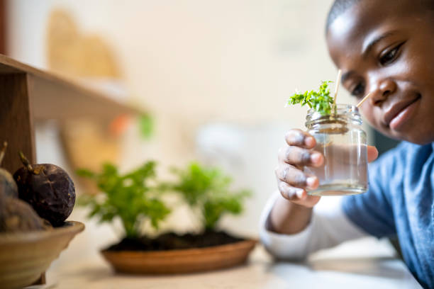 istock Young boy looking at celery off cuts rooting in small glass jar 1349005068