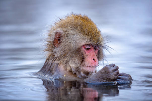 wild snow monkey in a hot springs pool in japan - jigokudani imagens e fotografias de stock