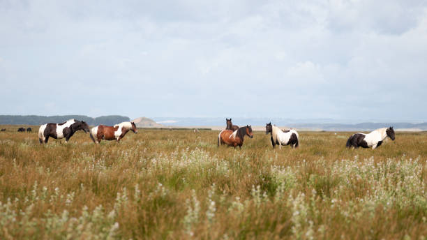 A herd of wild ponies A herd of wild ponies of the Gower Peninsula, Wales, UK welsh pony foal stock pictures, royalty-free photos & images