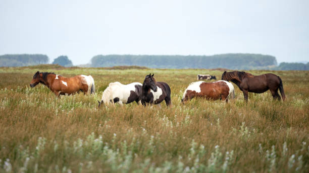 A herd of wild ponies A herd of wild ponies of the Gower Peninsula, Wales, UK welsh pony foal stock pictures, royalty-free photos & images