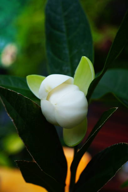 Close-up white Magnolia liliifera flower in garden