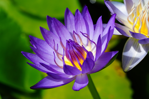 Densely growing pink lotus flowers in a pond on a sunny day