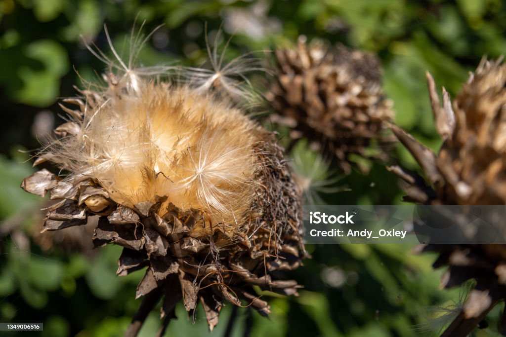 крупная семенная головка - Стоковые фото Бабочка роялти-фри крупная семенная головка - Стоковые фото Бабочка роялти-фри