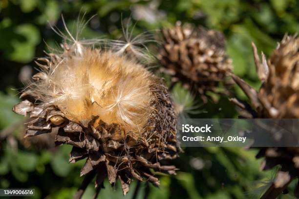 Крупная Семенная Головка — стоковые фотографии и другие картинки Бабочка - Бабочка, Без людей, Большой