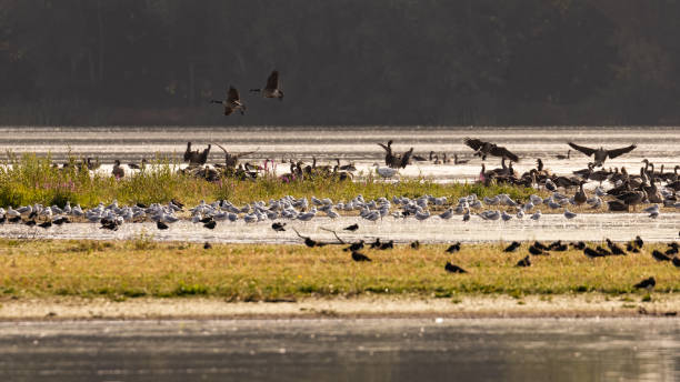 istock Wild birds on a lake 1349006666