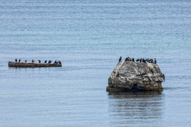 istock Cormorants on bunker remains at Gedser Odde 1349007980