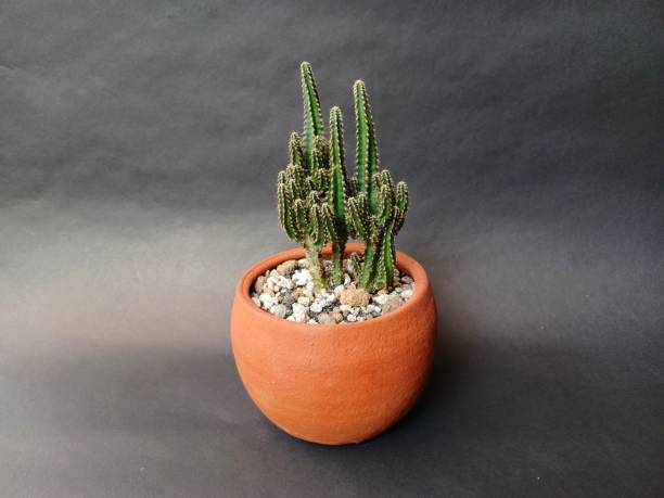istock Beautiful cactus plant with black background 1349008396