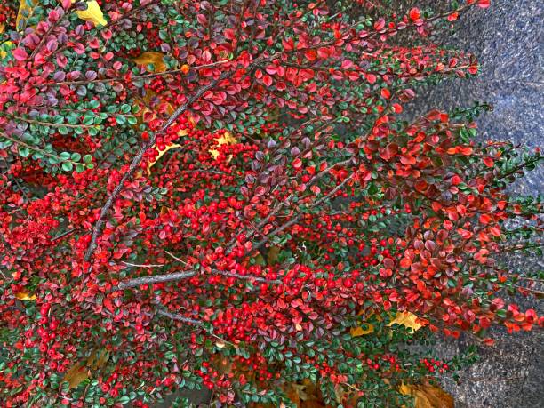 Autumn bright colors in park decorative evergreen shrub Cotoneaster horizontalis with red berries against gray stone wall. Ornamental bush Cotoneaster in autumn garden. Beautiful bright fall season. Autumn bright colors in park decorative evergreen shrub Cotoneaster horizontalis with red berries against gray stone wall. Ornamental bush Cotoneaster in autumn garden. Beautiful bright fall season. cotoneaster horizontalis stock pictures, royalty-free photos & images